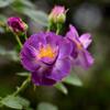 我が家の花畑
