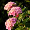 紫陽花・ありがとう