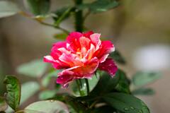薔薇の花「モーリスユトリロ」
