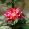 薔薇の花「モーリスユトリロ」