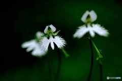 サギ草