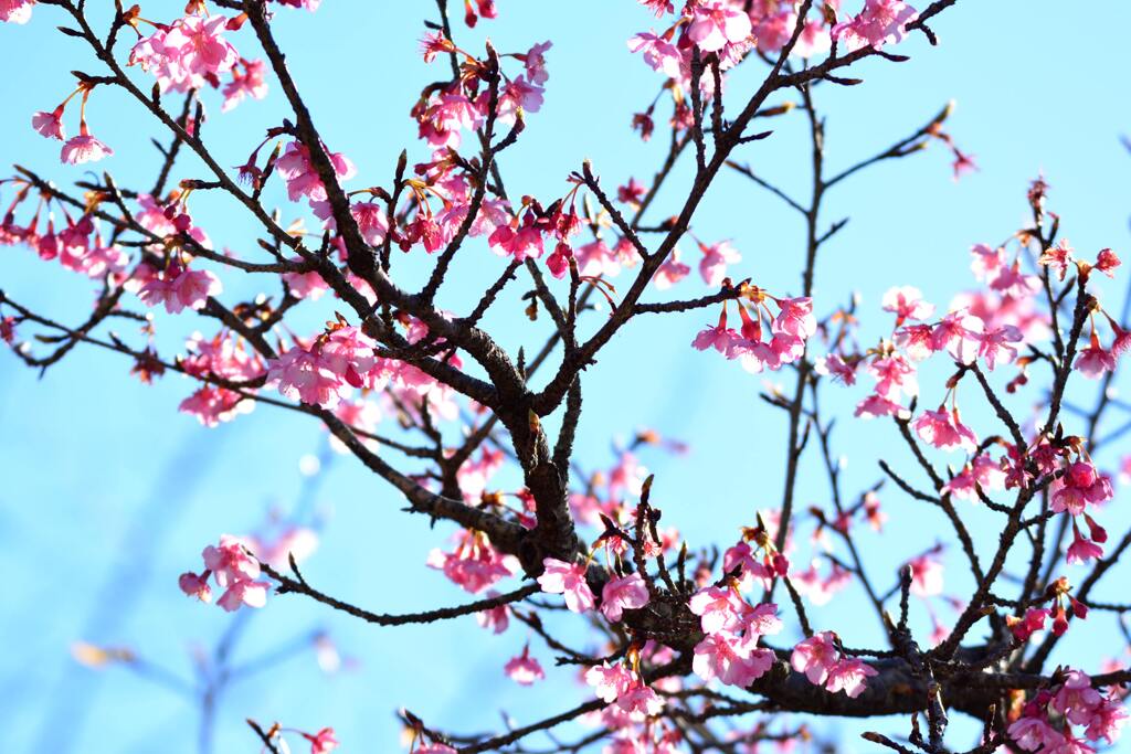 河津桜7分咲