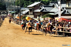お供馬の走り込み