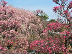 お隣の庭の梅