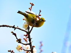 梅にメジロ