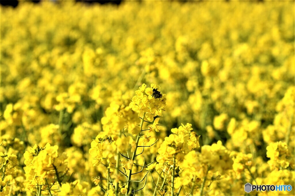 菜の花