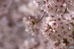 桜2019