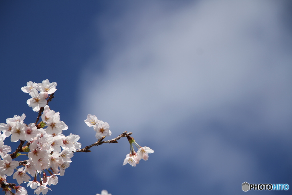 桜2019