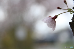 桜2019