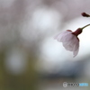 桜2019