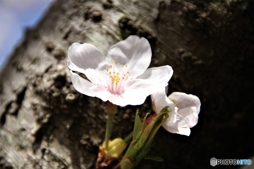 桜