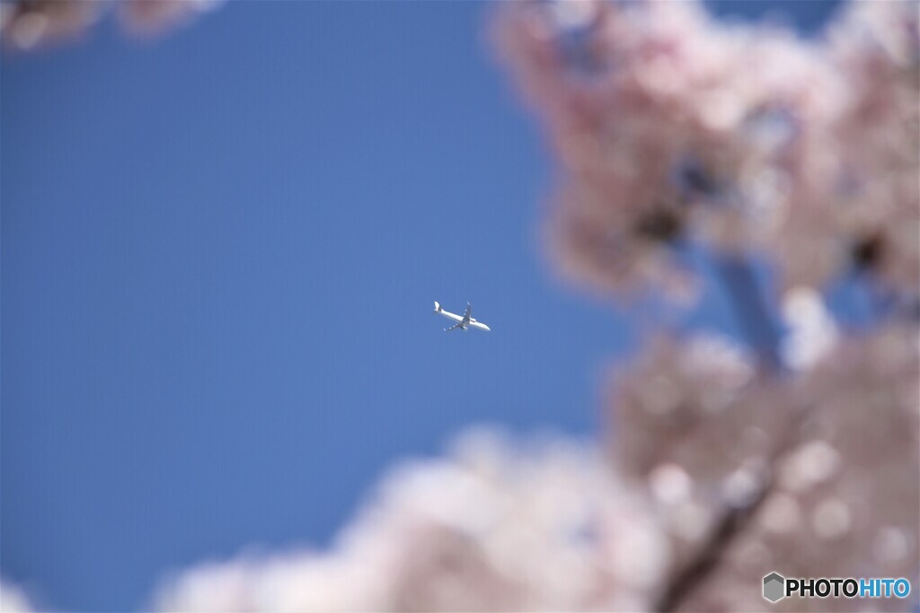 桜と飛行機