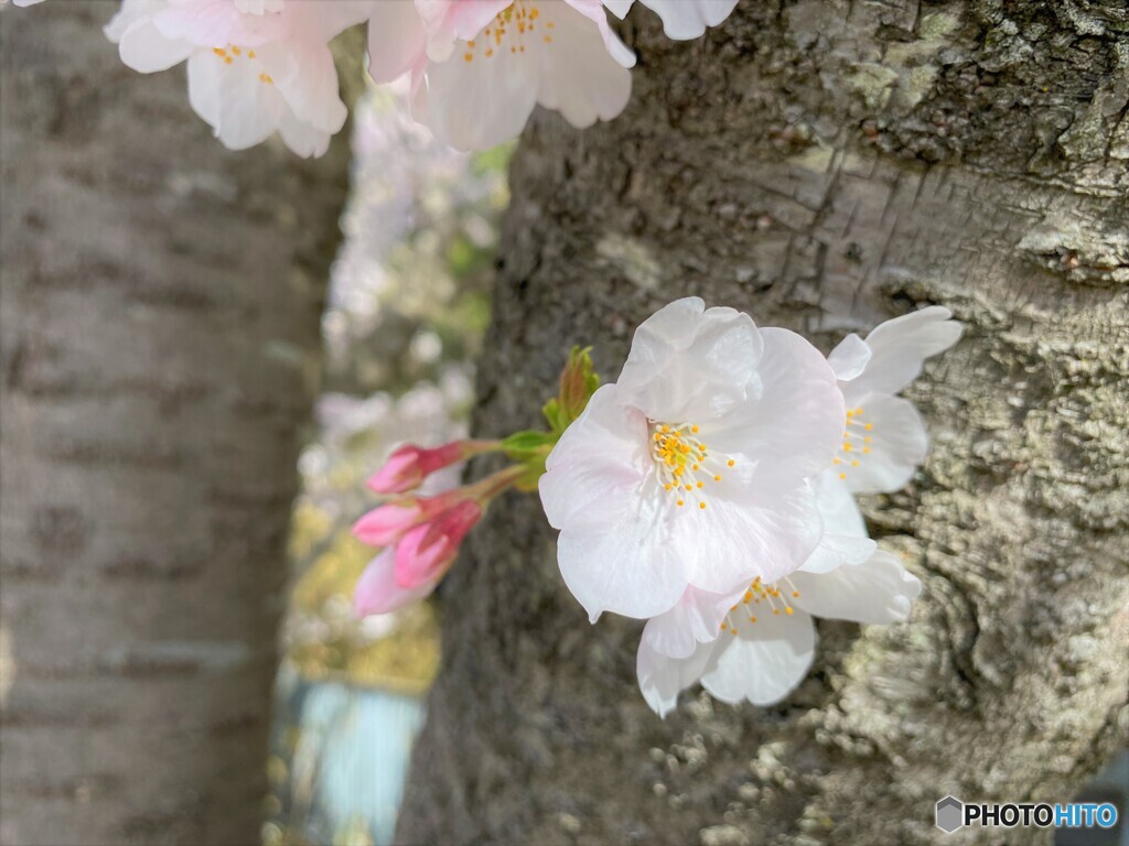 桜