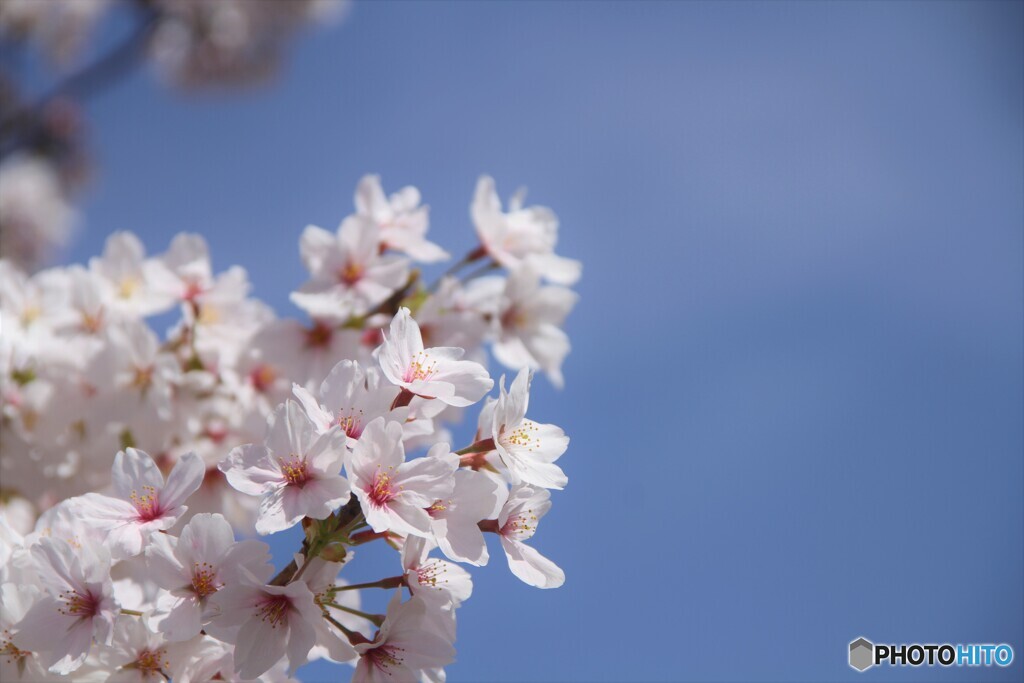 桜