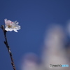 桜2019