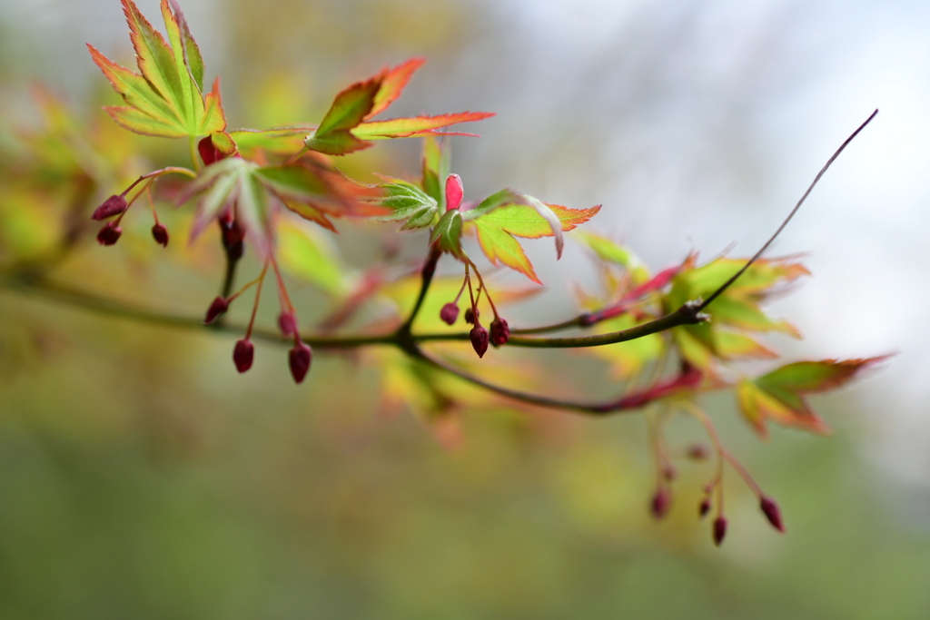 青紅葉と可愛い蕾