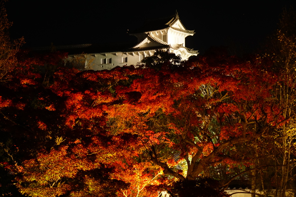 姫路好古園の紅葉ライトアップ7