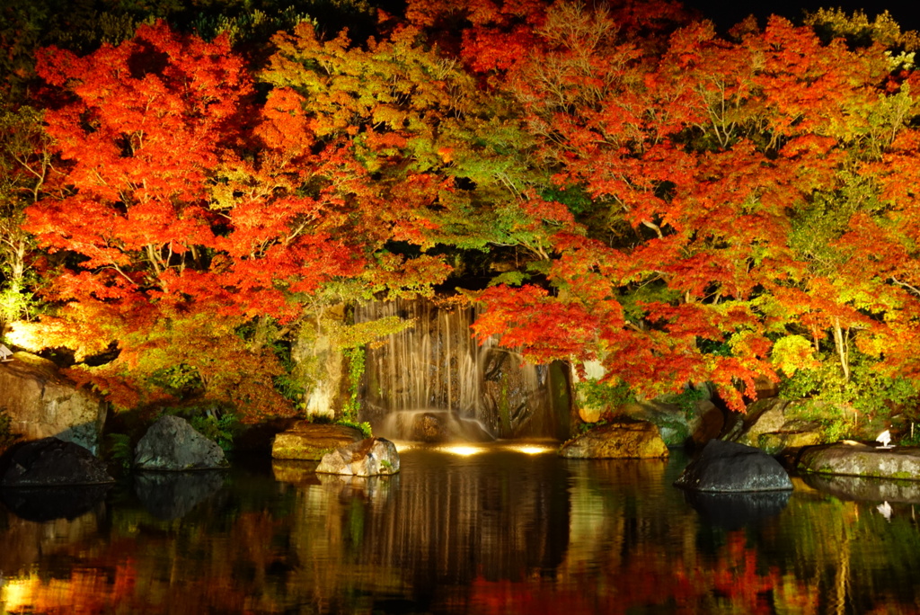 姫路好古園の紅葉ライトアップ2