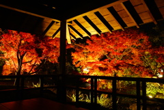 姫路好古園の紅葉ライトアップ5
