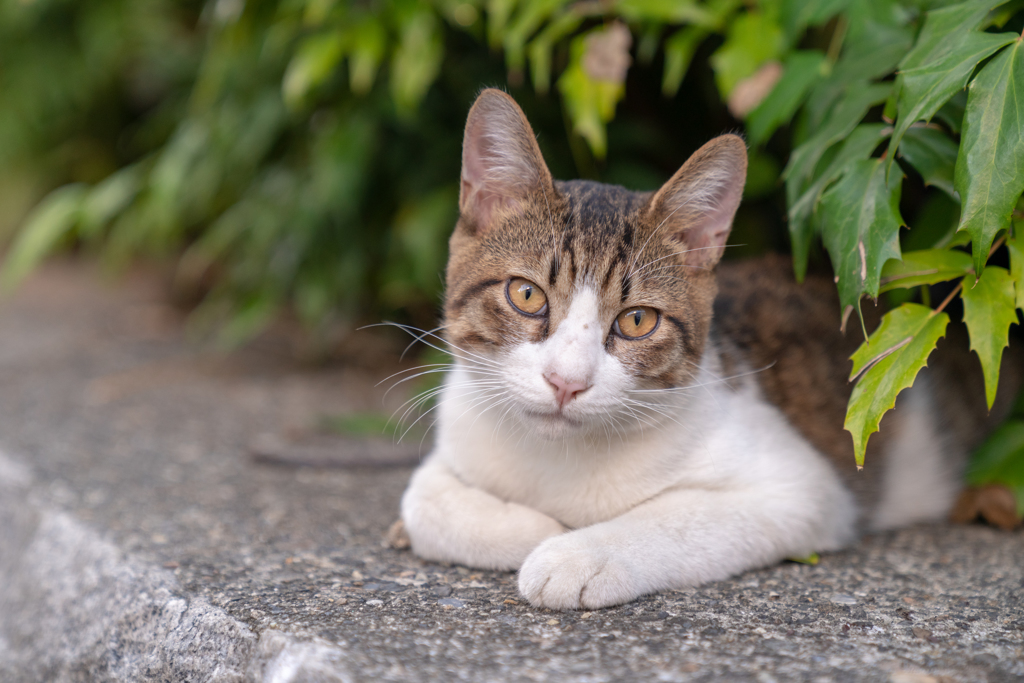 スナップ　猫