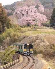 戸津部の桜