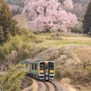 戸津部の桜