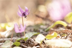 カタクリの花