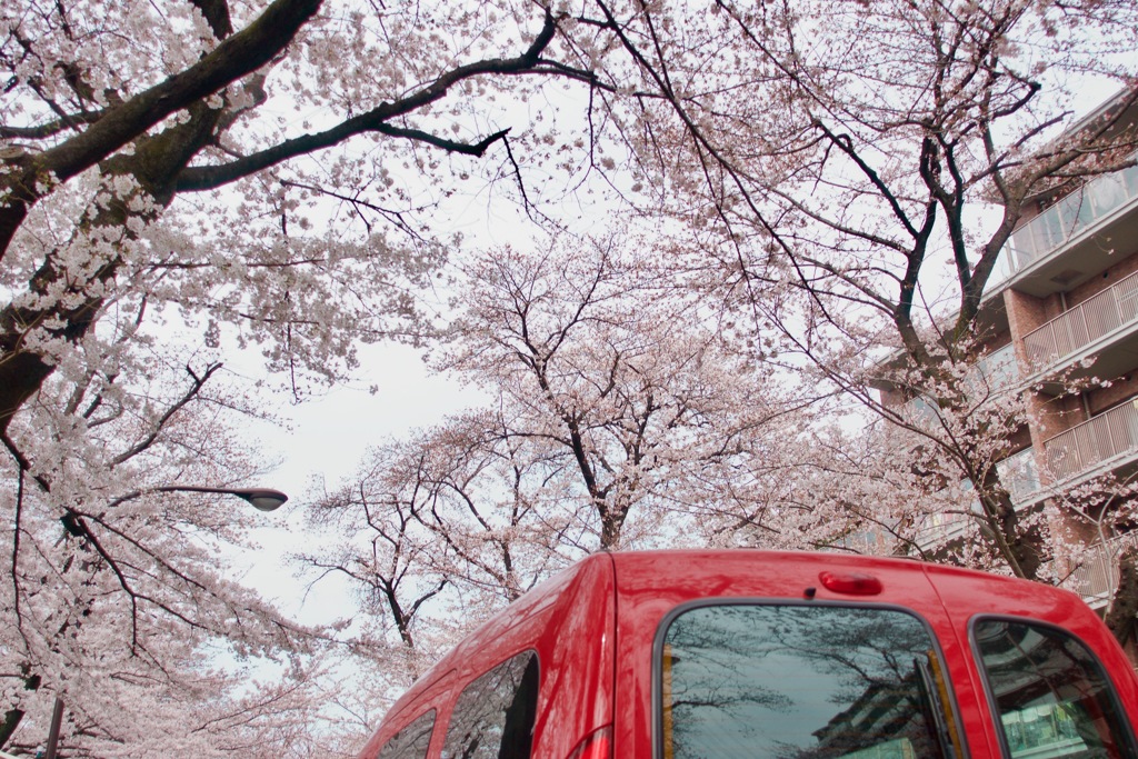 今年の桜はキミと②