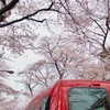 今年の桜はキミと②