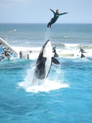 夏空へ絆のジャンプ