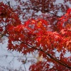 薄青空と紅