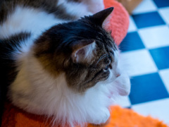 猫カフェの子