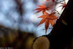 紅葉