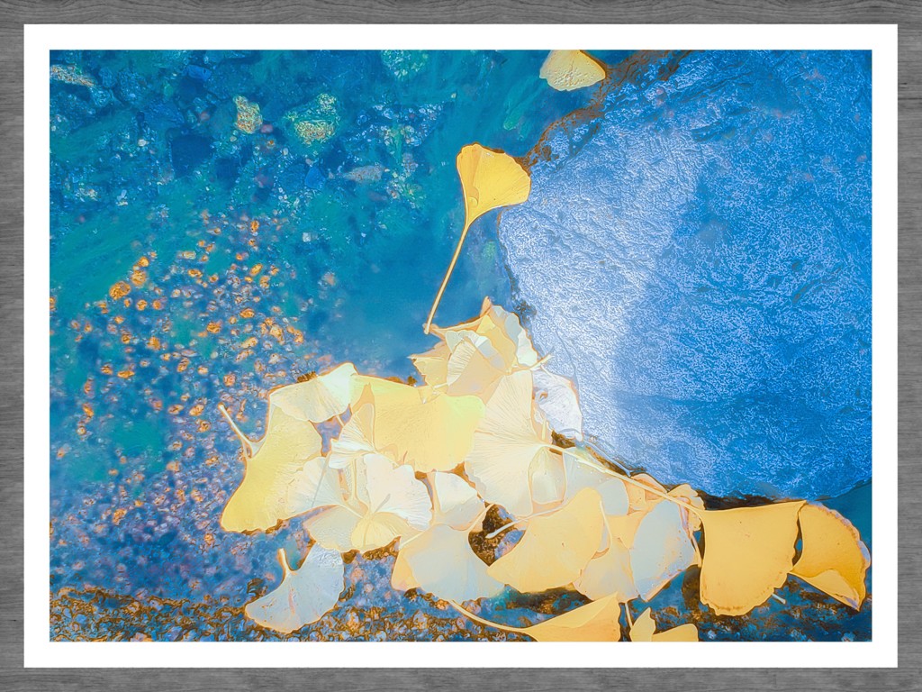 水の上を流れるイチョウの葉