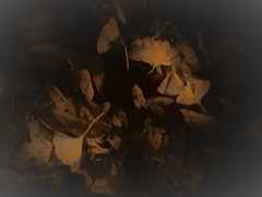 夜のイチョウの葉