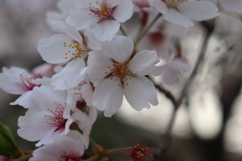 桜