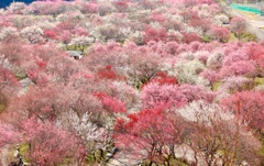 いなべ市梅林公園