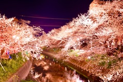 岩倉五条川桜ライトアップ