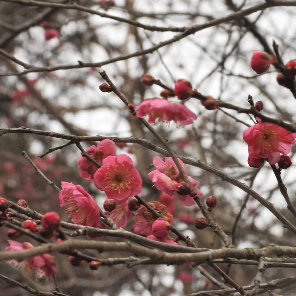 桃の花開花