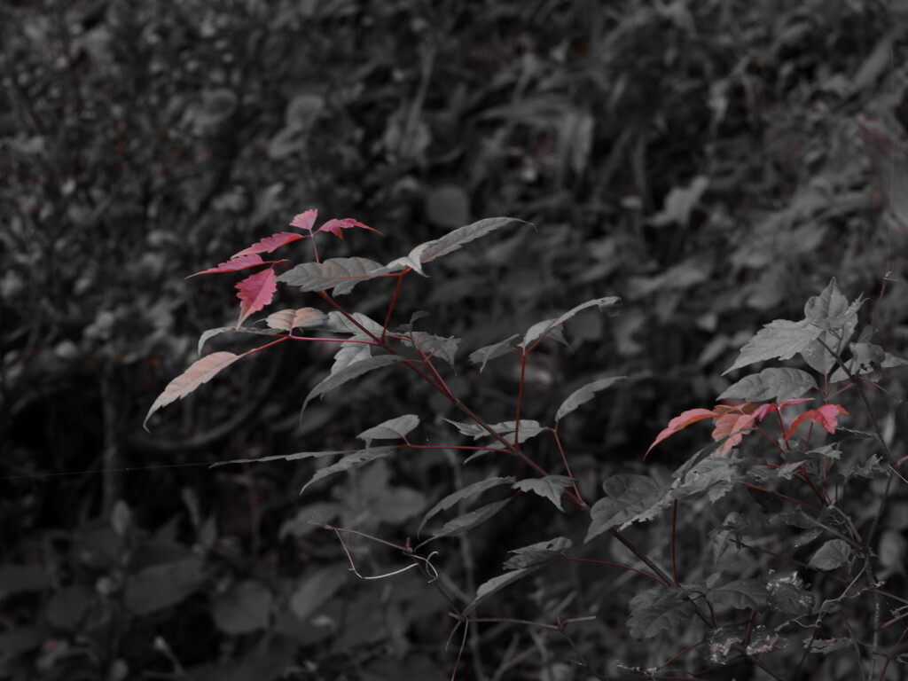 秋の始まり【Select color】