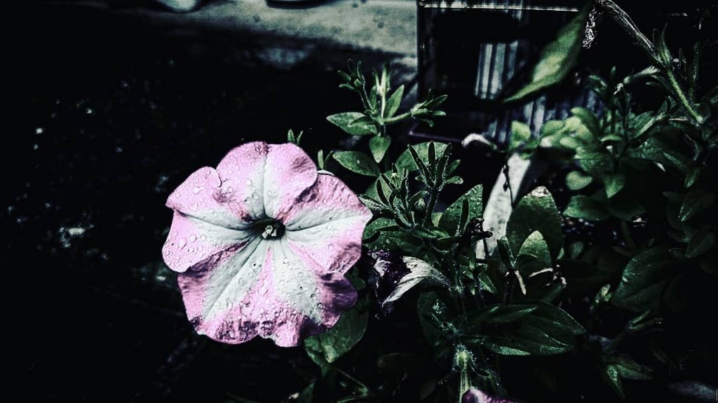 Rainy day