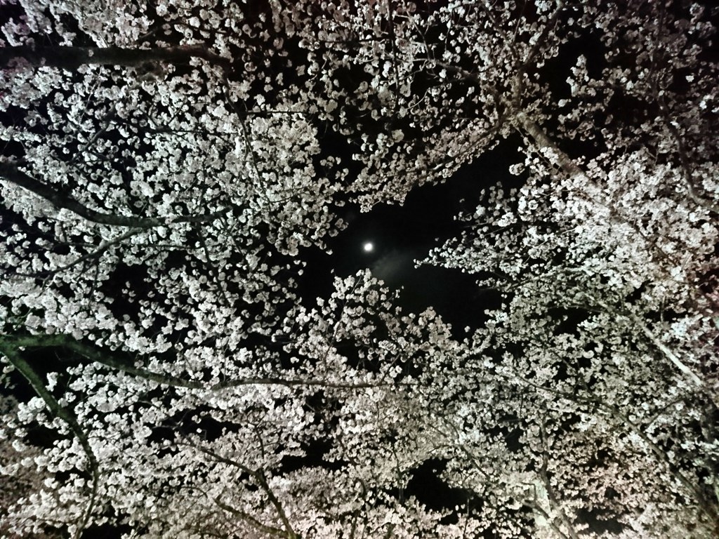 夜桜を見よ