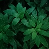 Healing color green