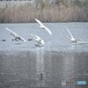 白鳥の飛来