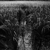実映え