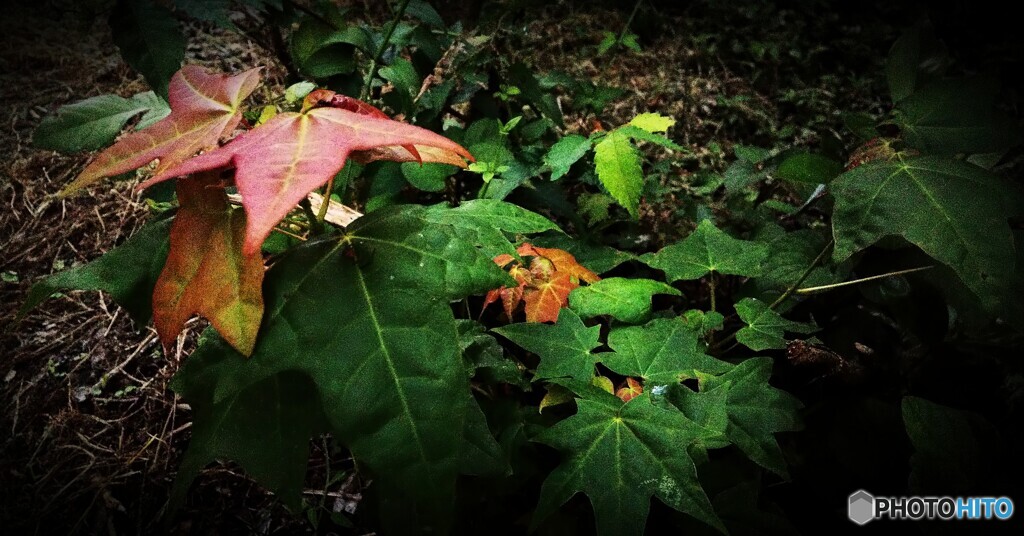 秋への変色