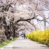 桜日和