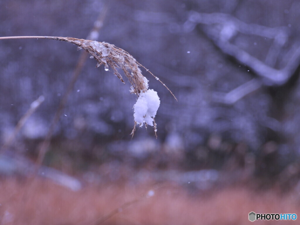 馬牛沼の冬