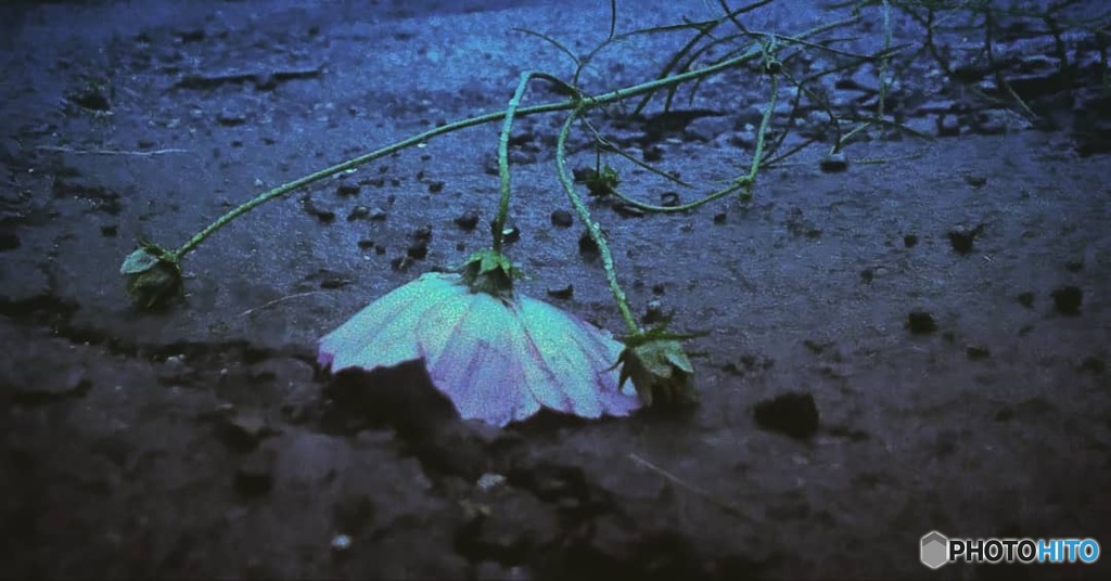 秋雨に打たれて