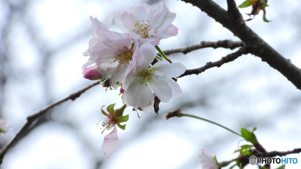 十月桜